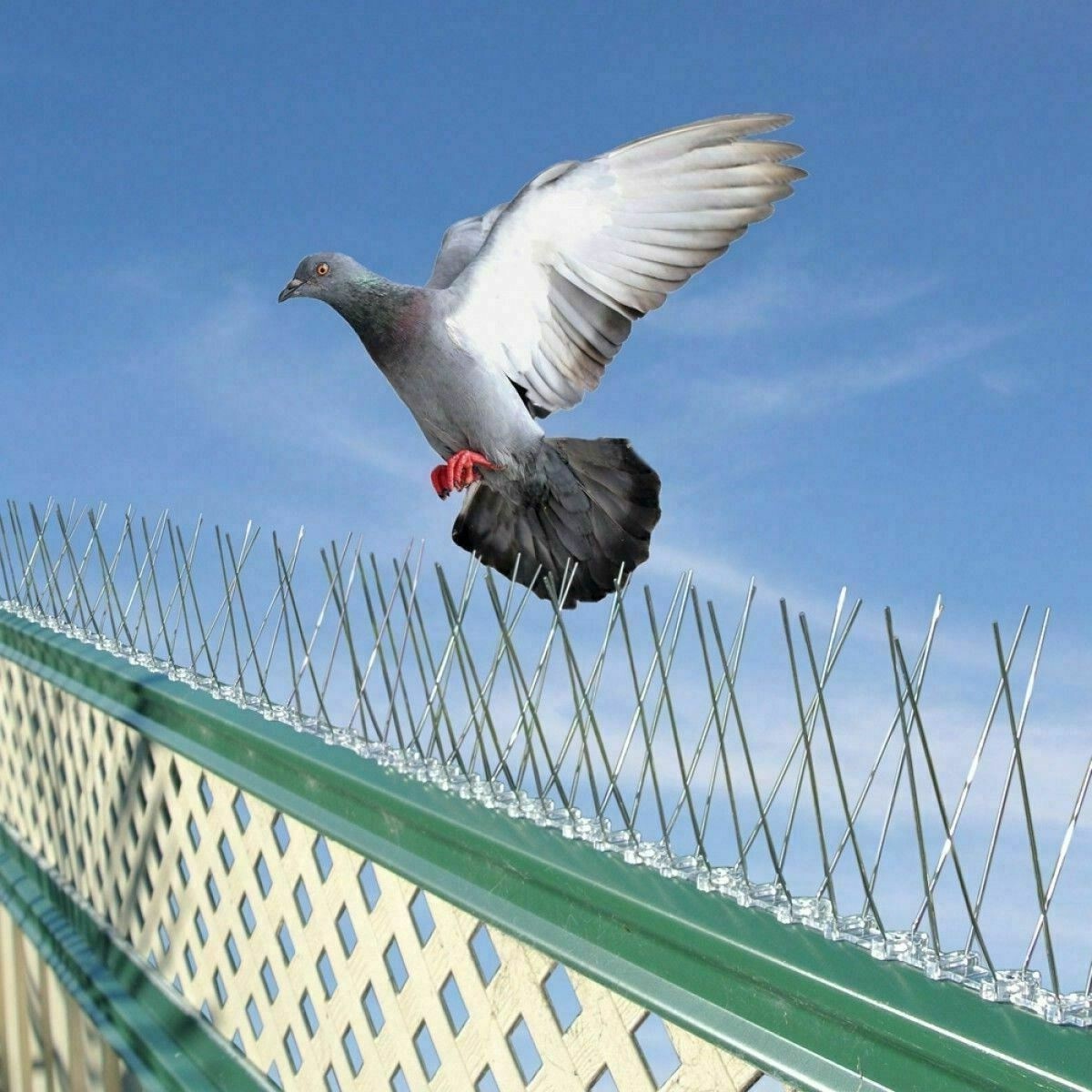 طارد الحمام